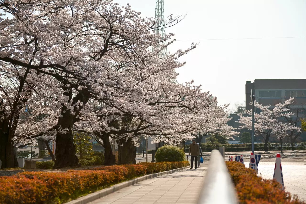 🏞️ 21세기 기념 공원 麓山の杜(니주잇세이키키넨코엔 하야마노모리) 이미지 3